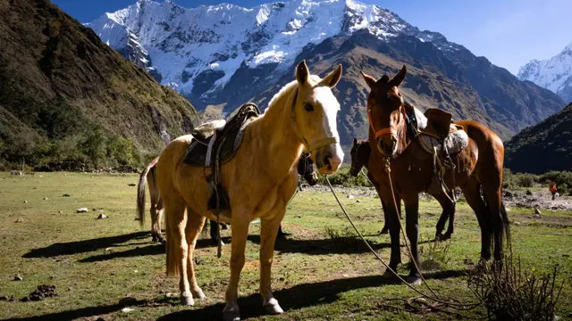 Caballos en la ruta a la Laguna Humantay