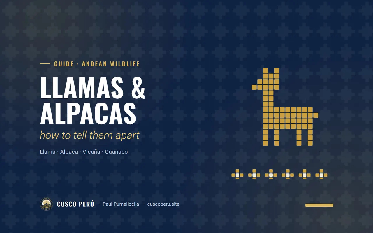 Llamas & alpacas: how to tell them apart. Llama · Alpaca · Vicuña · Guanaco