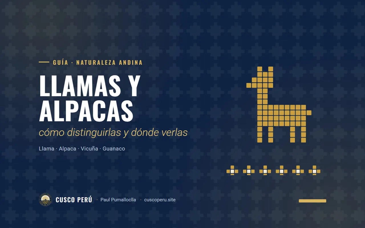 Llamas y alpacas: cómo distinguirlas y dónde verlas. Llama · Alpaca · Vicuña · Guanaco