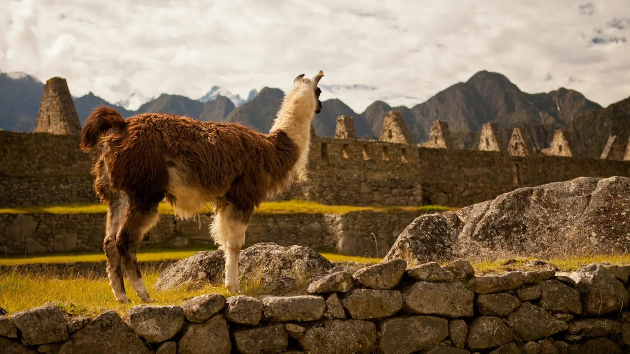 Llama en las terrazas de Machu Picchu