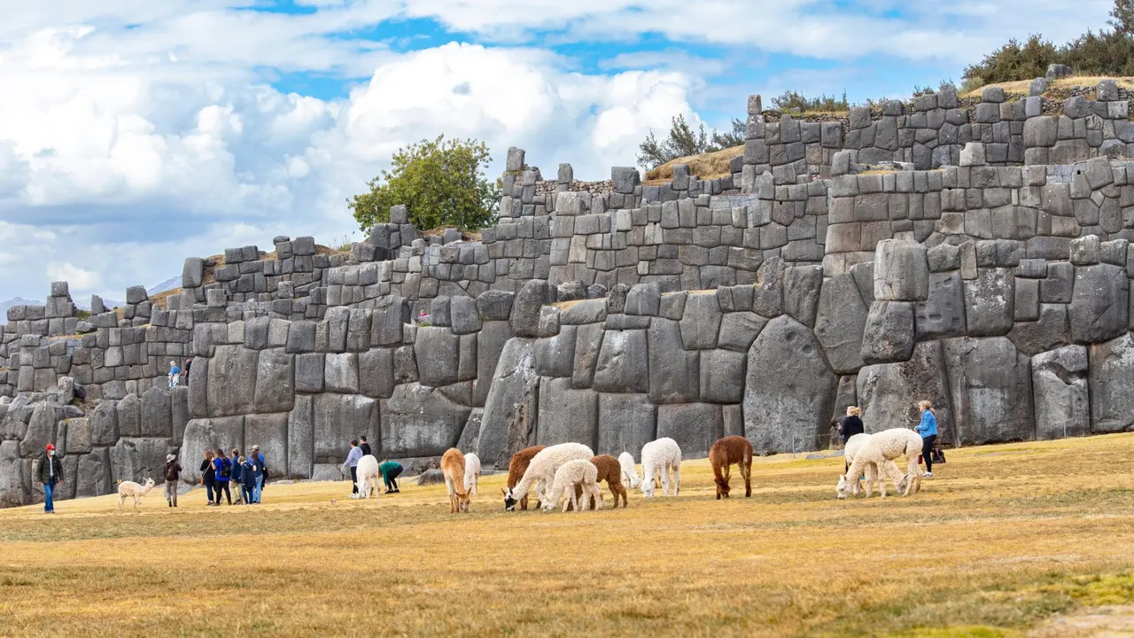 Llamas frente a las murallas de Sacsayhuamán