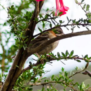 Tour Aves y Café Huayopata: Aventura y Naturaleza en Cusco