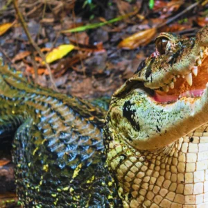 Caiman Program: 2 Days – 1 Night (Tambopata)