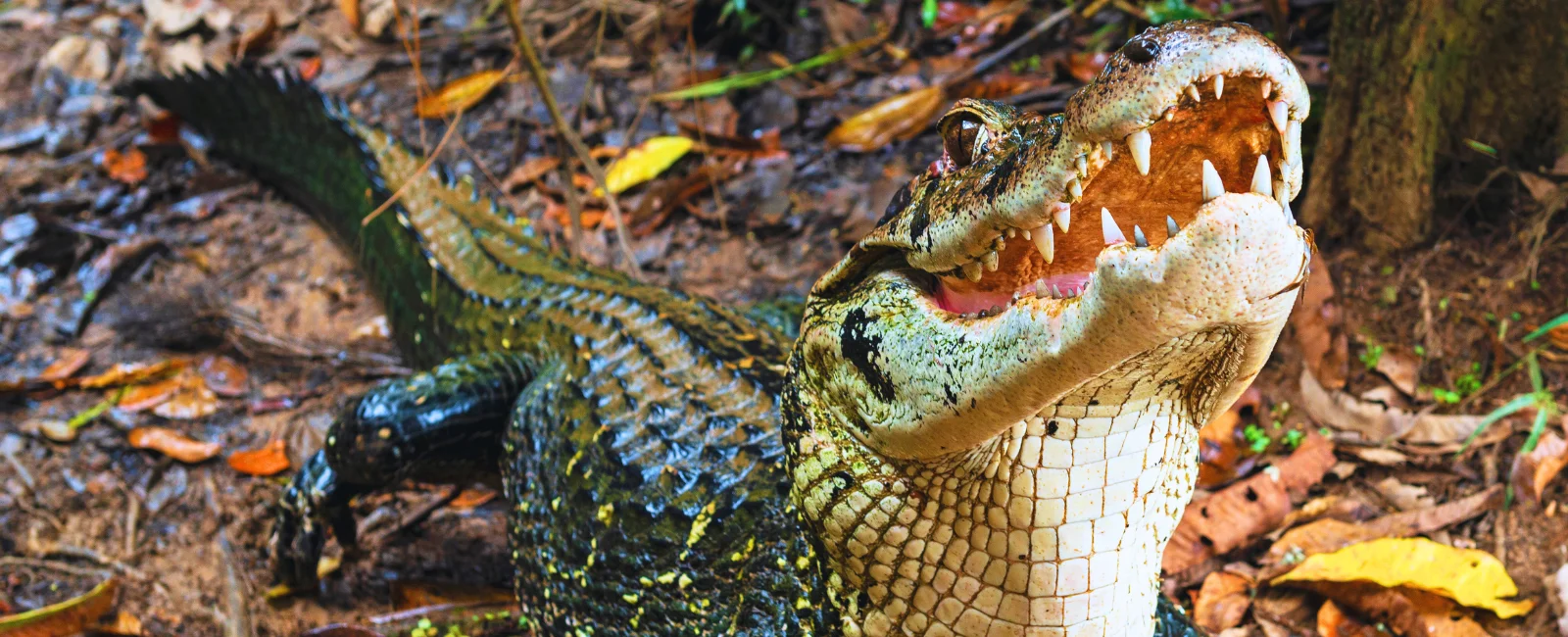 Caiman Program: 2 Days – 1 Night (Tambopata)