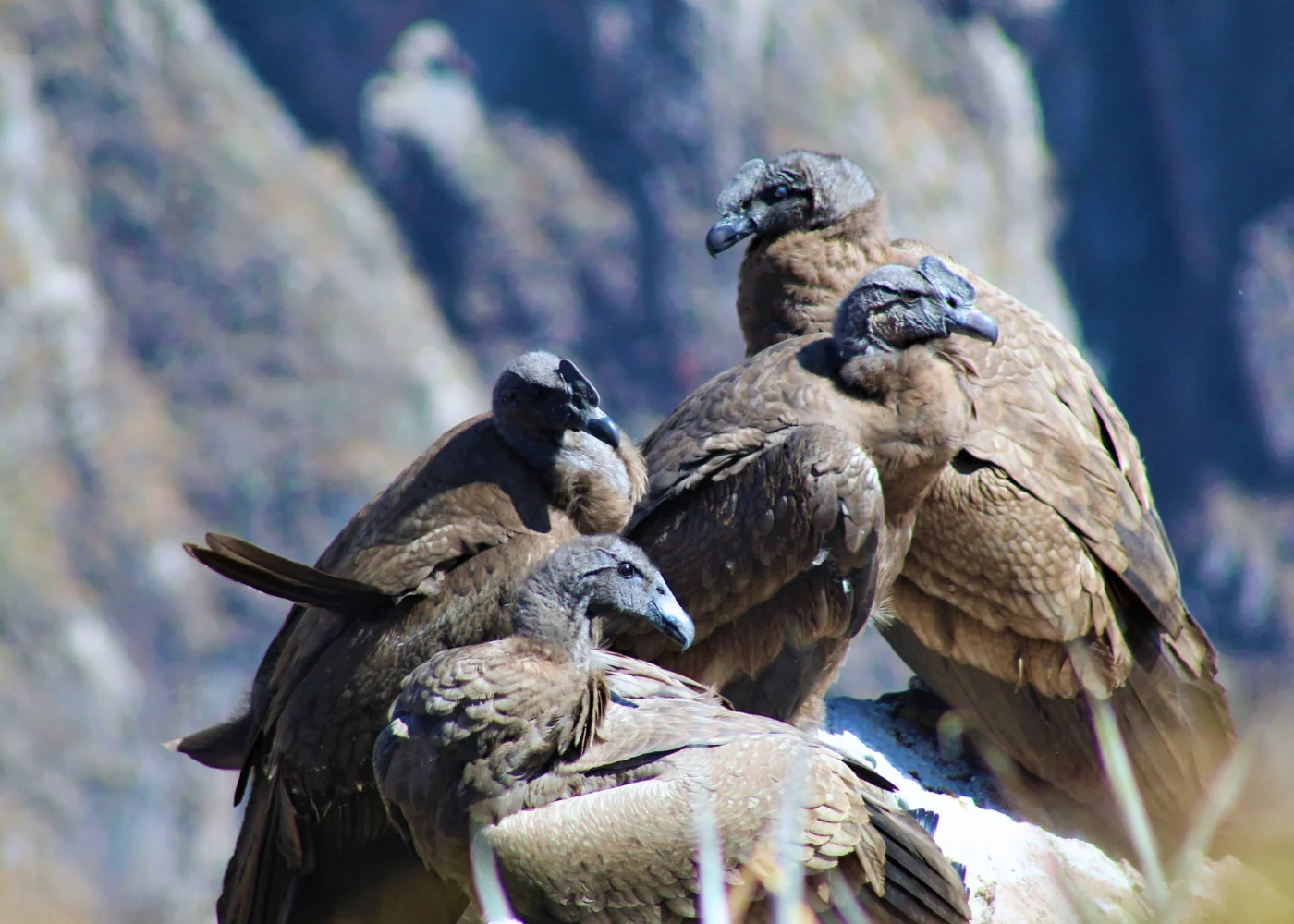 Cañón del Colca (Todo el Día) 3