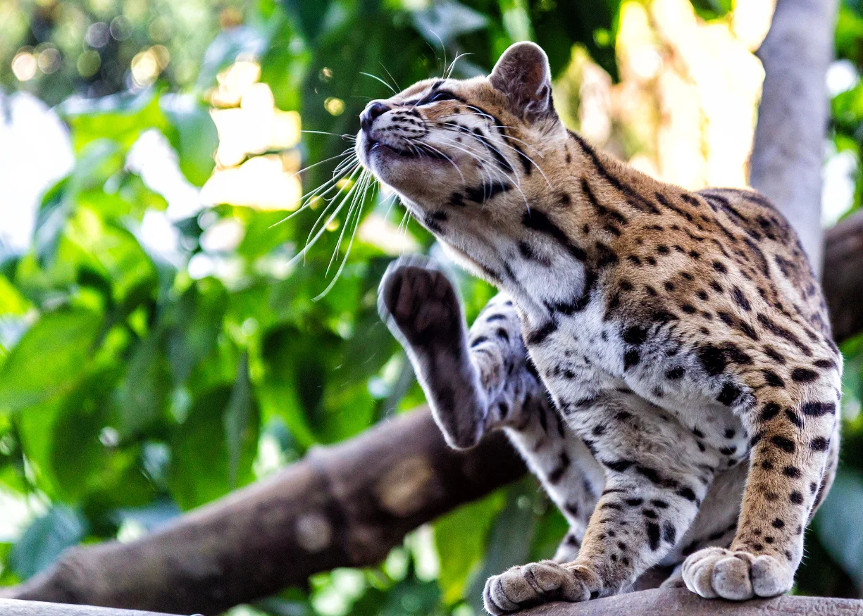 Caiman Program: 2 Days – 1 Night (Tambopata) 4